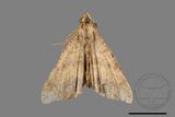 ǦW:Macaria abydata