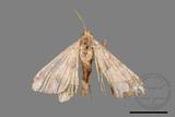 ǦW:Macaria abydata