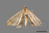 ǦW:Macaria abydata