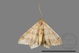 ǦW:Macaria abydata