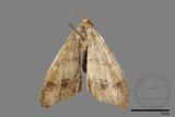 ǦW:Macaria abydata