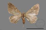 ǦW:Orthonama obstipata