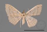 ǦW:Scopula sp.