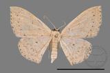 ǦW:Scopula sp.