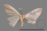 ǦW:Idaea sp.