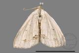 ǦW:Scopula sp.