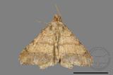 ǦW:Macaria abydata