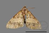 ǦW:Macaria abydata