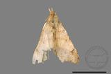 ǦW:Macaria abydata