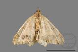 ǦW:Macaria abydata