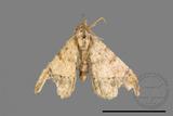 ǦW:Macaria abydata