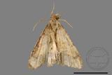 ǦW:Macaria abydata