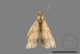 ǦW:Macaria abydata