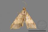 ǦW:Macaria abydata