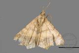 ǦW:Macaria abydata