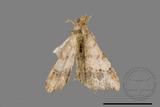 ǦW:Macaria abydata