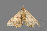 ǦW:Macaria abydata