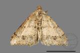 ǦW:Macaria abydata