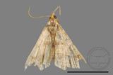 ǦW:Macaria abydata