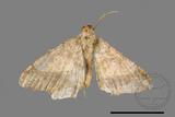 ǦW:Macaria abydata