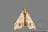 ǦW:Macaria abydata