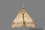 ǦW:Macaria abydata