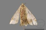 ǦW:Macaria abydata