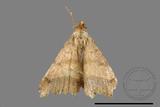 ǦW:Macaria abydata