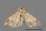 ǦW:Macaria abydata