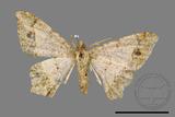 ǦW:Macaria abydata