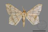 ǦW:Macaria abydata