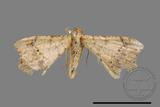 ǦW:Macaria abydata