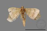 ǦW:Macaria abydata