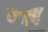 ǦW:Macaria abydata