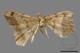 ǦW:Macaria abydata