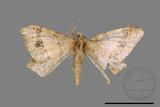 ǦW:Macaria abydata