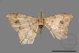 ǦW:Macaria abydata