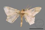 ǦW:Macaria abydata