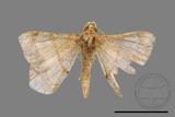 ǦW:Macaria abydata