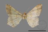 ǦW:Macaria abydata