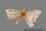 ǦW:Macaria abydata