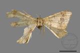 ǦW:Macaria abydata