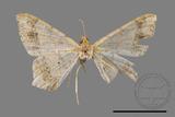 ǦW:Macaria abydata