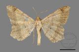 ǦW:Macaria abydata