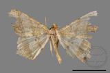 ǦW:Macaria abydata