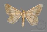 ǦW:Macaria abydata