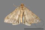 ǦW:Macaria abydata