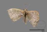 ǦW:Idaea sp.