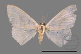 ǦW:Scopula sp.