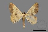 ǦW:Lophobates ochrolaria